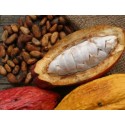 Fève de Cacao Cru Bio 1 kg